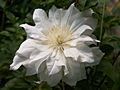 Clematis Viktoria-3 Powojnik